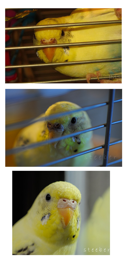 Goldie's Changing Cere