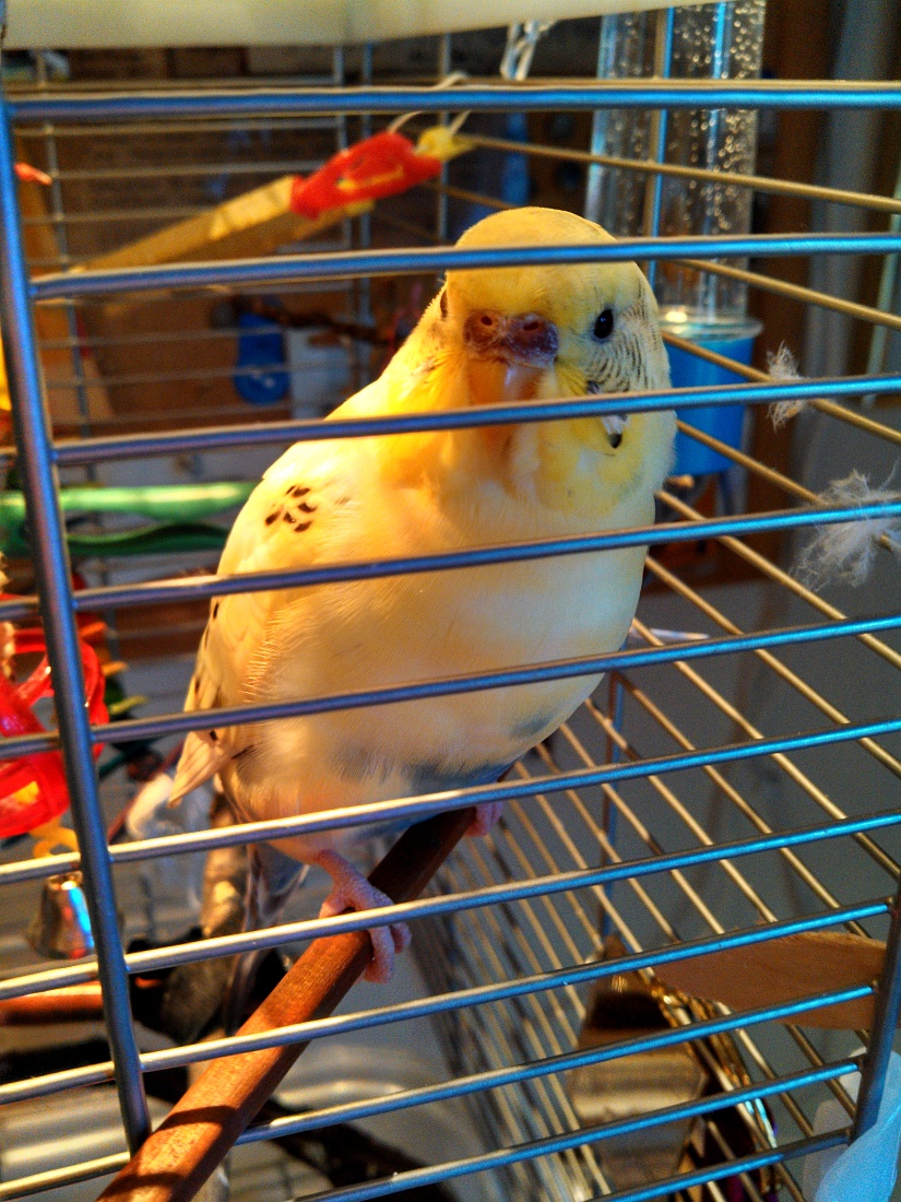 Goldie of the New Brown Cere